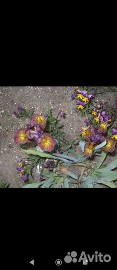 Карликовые ирисы