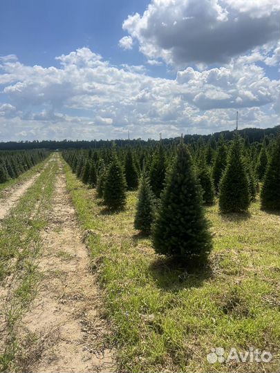 Пихта Нордмана для живой изгороди