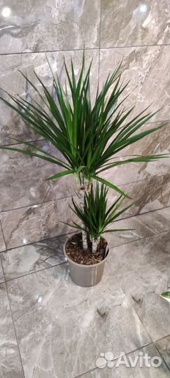 Драцена Маргината 80 см