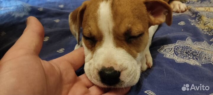 Щенки Стаффорда