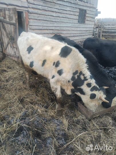 Продам быков