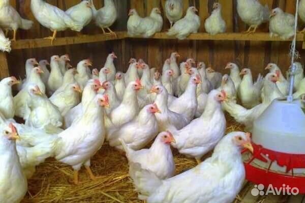 Куры несушки молодые