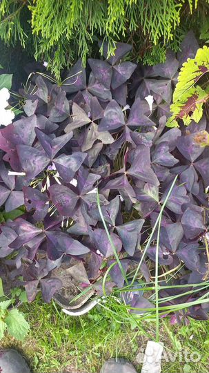 Кислица оксалис