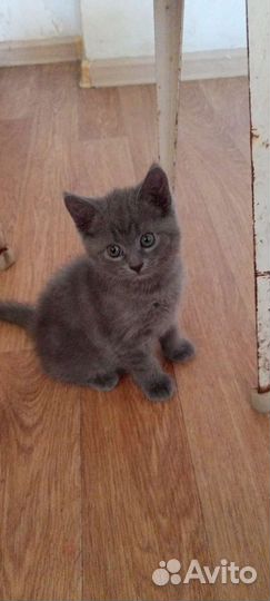 Британская серая кошка