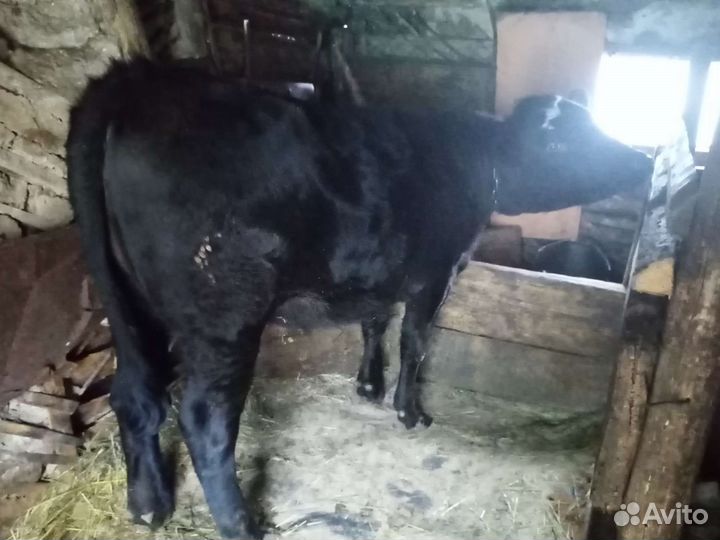 Тёлка стельная