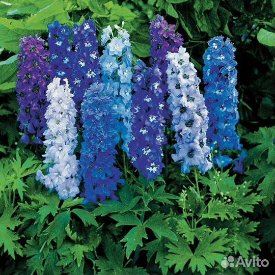 Рассада многолетних цветов