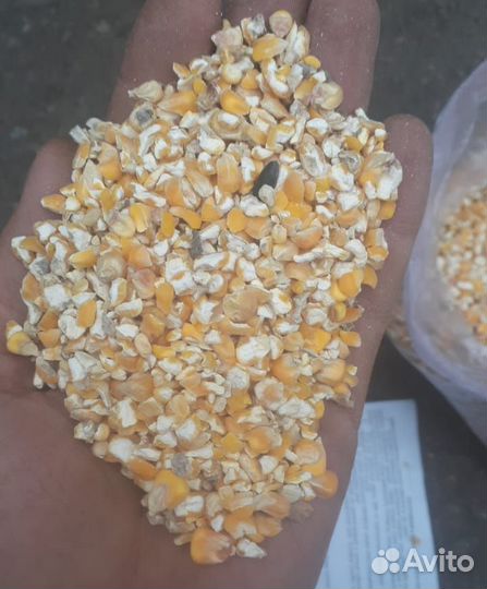 Кукуруза