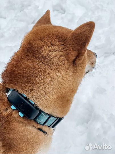 Трекер для собак