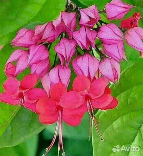 Клеродендрум томпсона вариегатный