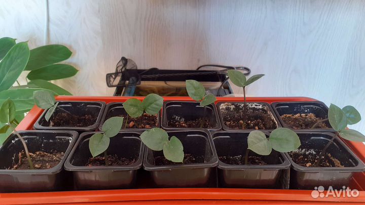 Замиокулькас