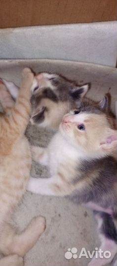 Отдам котят в добрые руки
