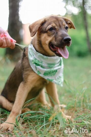 Собака в добрые руки