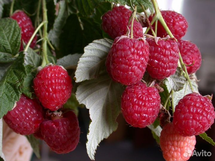 Саженцы малины, вишня, слива синяя