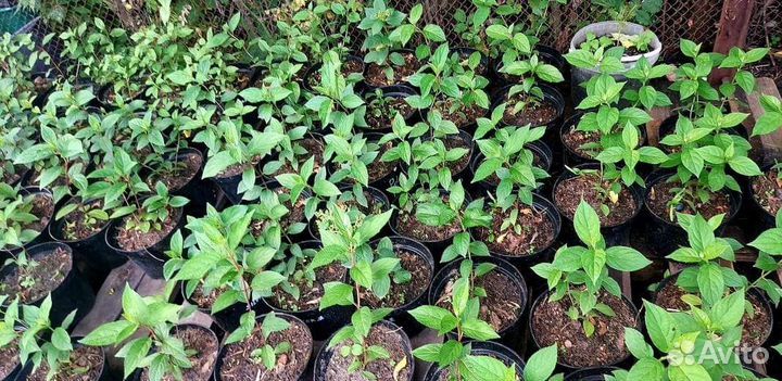 Гортензия метельчатая