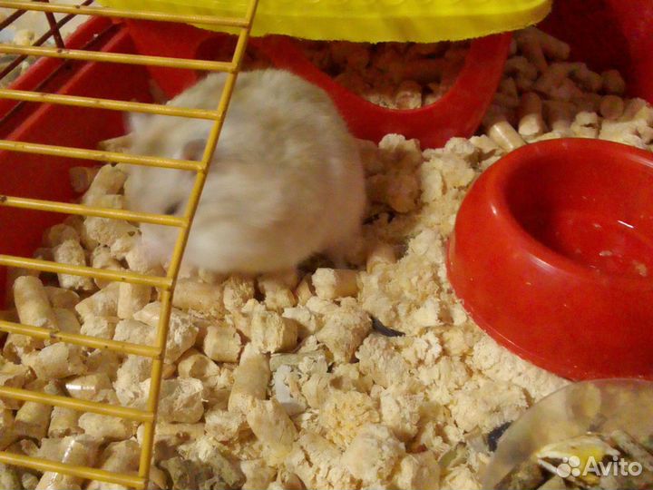 Продам хомяка