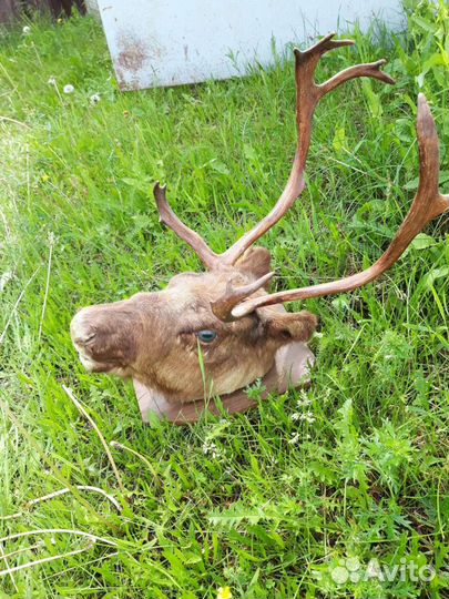 Чучело головы оленя