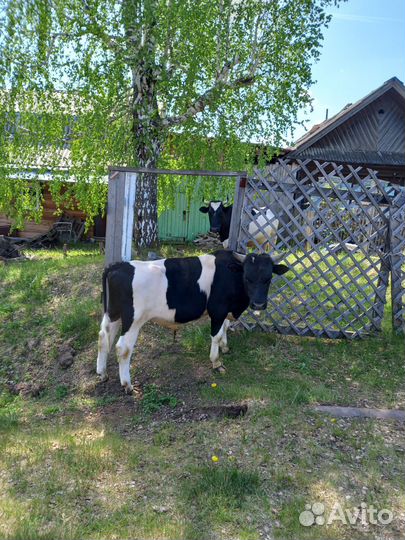 Корова стельная