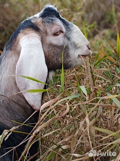 С/х животные