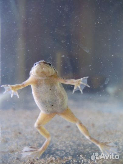 Аквариумные рыбки