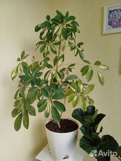 Цветок шефлера