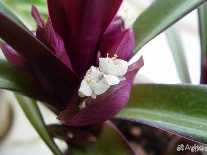 Рео домашний цветок