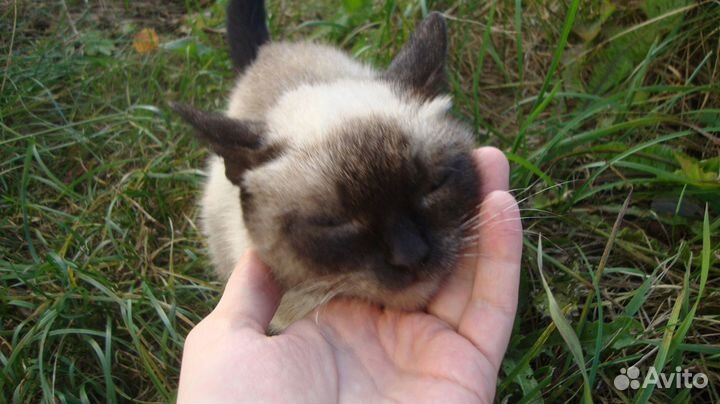 Котик и породистая кошечка-потеряшка в добрые руки