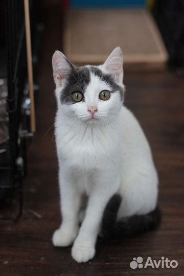 Котенок девочка