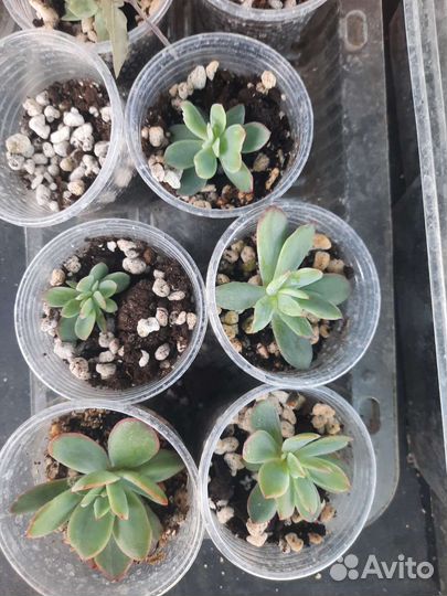 Суккуленты