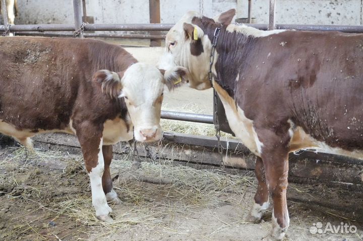 Нетель герефордской породы класса класса элита и э