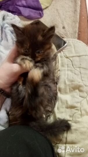 Кошка Чиназес