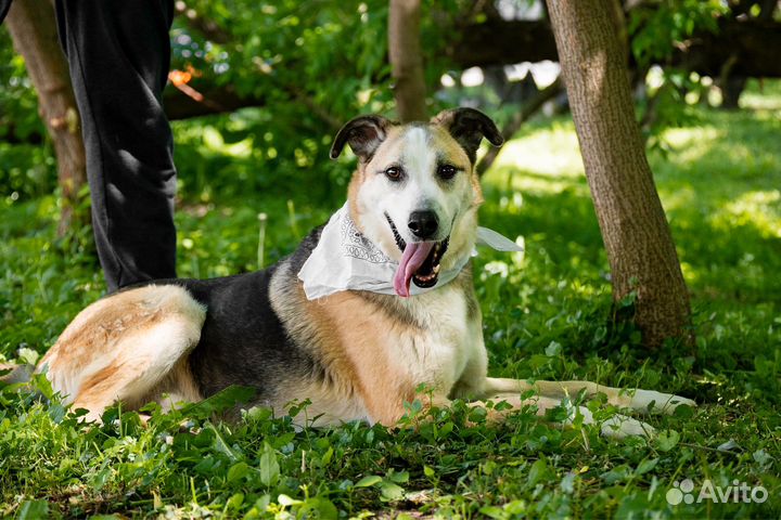 Собака Майор из приюта