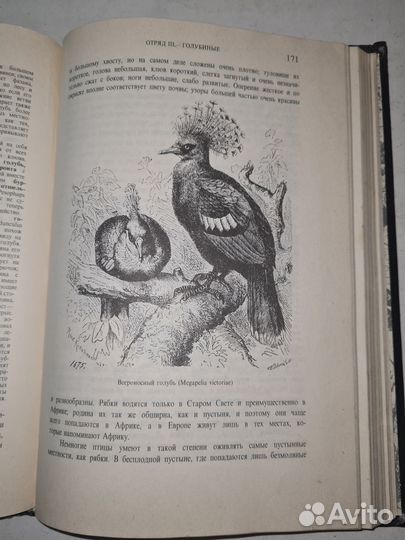 А.Э. Брэм. Жизнь животных. Том 2 Птицы 1992