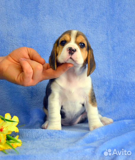 Бигль малыши