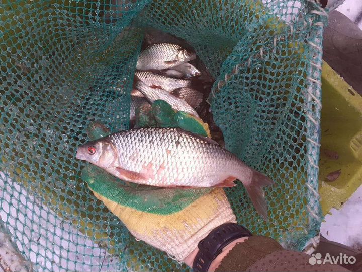 Плотва живая