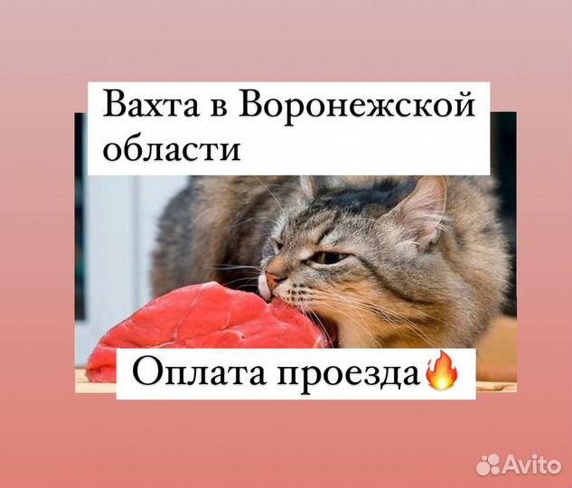 Оплата проезда.Разделка мяса вахтой в Воронеже