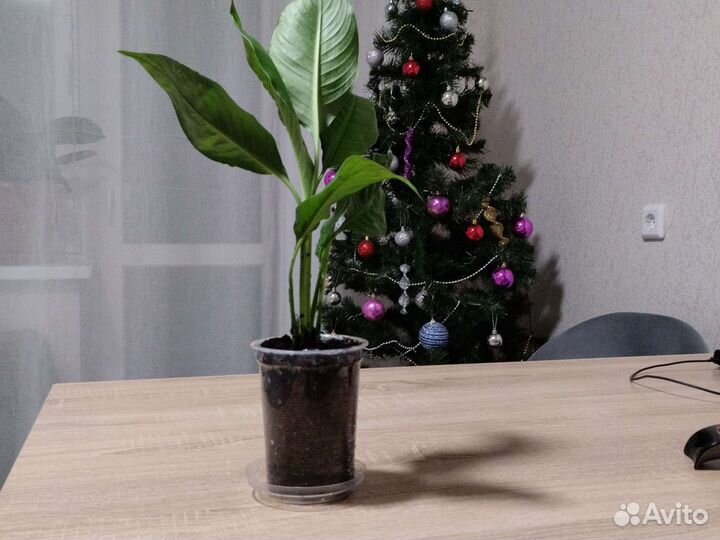 Спатифиллум