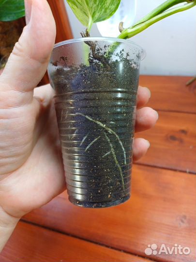 Эпипремнум сноу квин snow queen