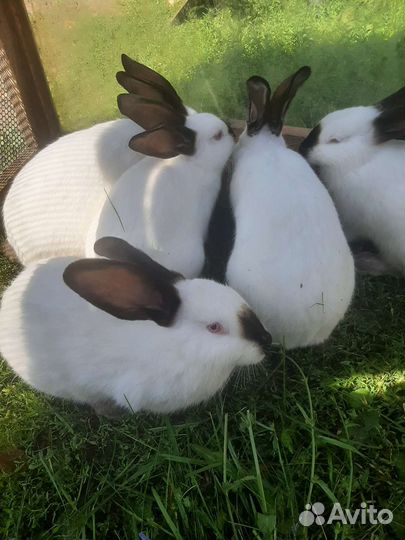 Кролики калифорния