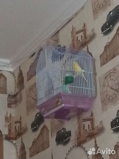 Попугай с клеткой