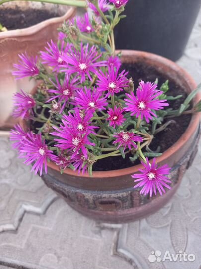 Комнатные растения