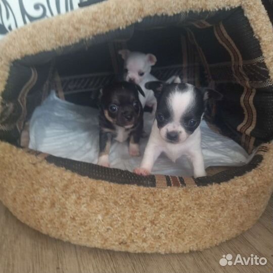 Щенки чихуахуа