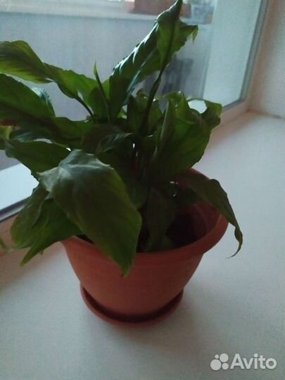 Спатифиллум