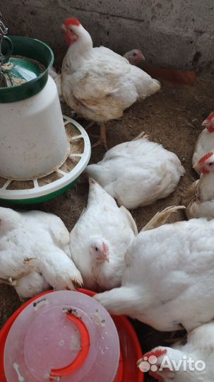Куры бройлерные
