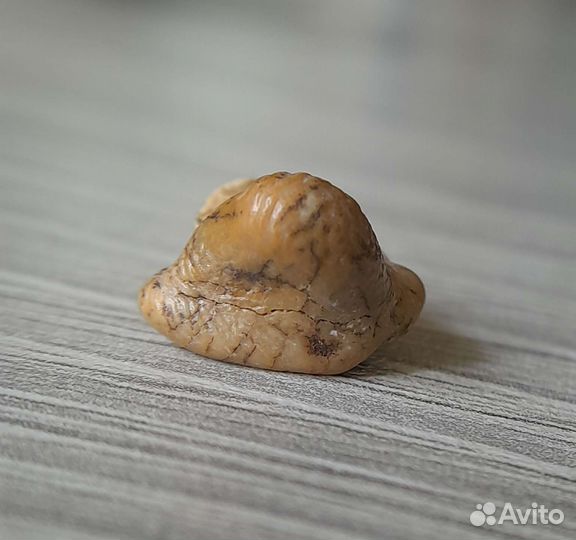 Зуб акулы Ptychodus.Окаменелость