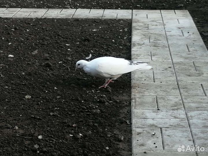 Бакинские голуби