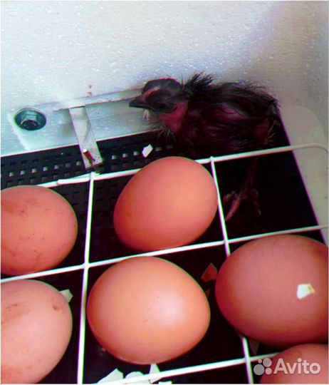 Инкубатор с гарантией