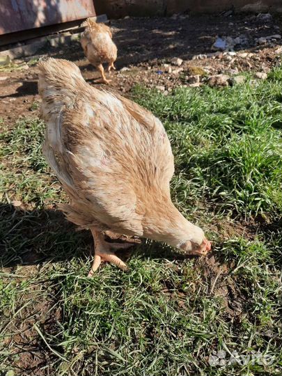Домашняя курица