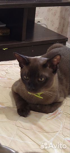 Бурманская