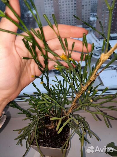 Хатиора/ рипсалис