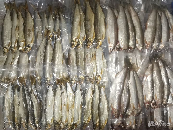 Рыба Печорская